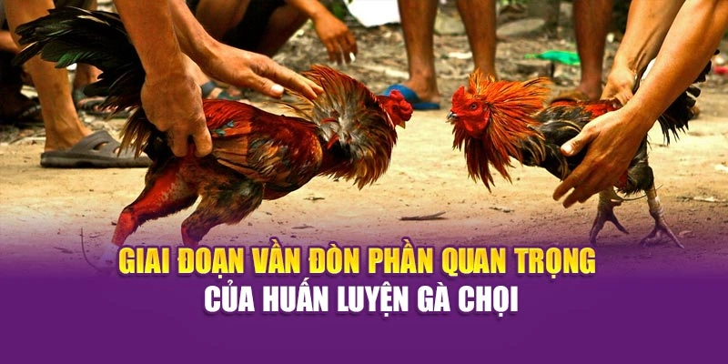 Giai đoạn vần đòn – phần quan trọng của huấn luyện gà chọi