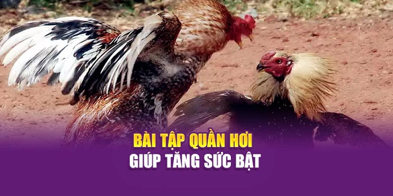 Bài tập quần hơi giúp tăng sức bật