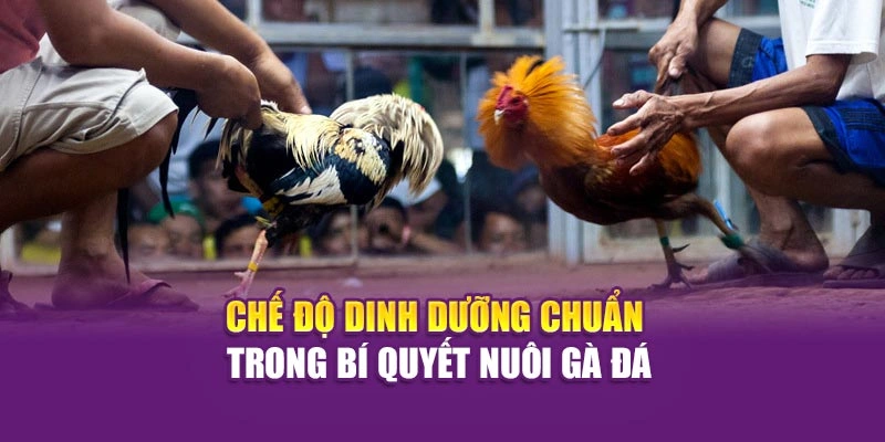 Chế độ dinh dưỡng chuẩn trong bí quyết nuôi gà đá