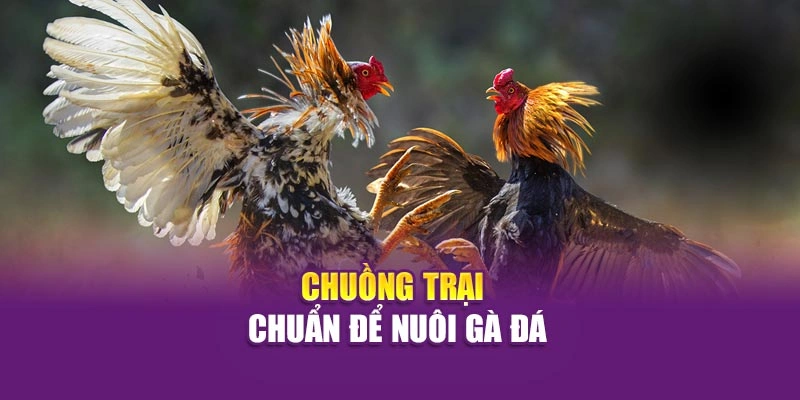 Chuồng trại chuẩn để nuôi gà đá