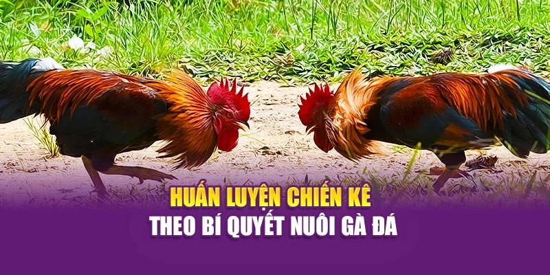 Huấn luyện chiến kê theo bí quyết nuôi gà đá