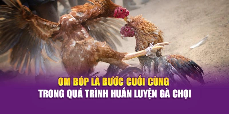 Om bóp là bước cuối cùng trong quá trình huấn luyện gà chọi