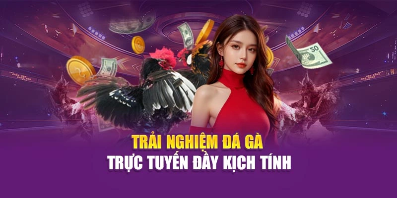 Trải nghiệm đá gà trực tuyến đầy kịch tính